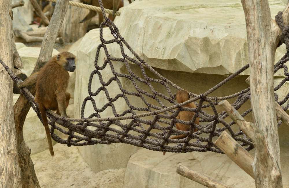 Affennetze im Zoo Paris